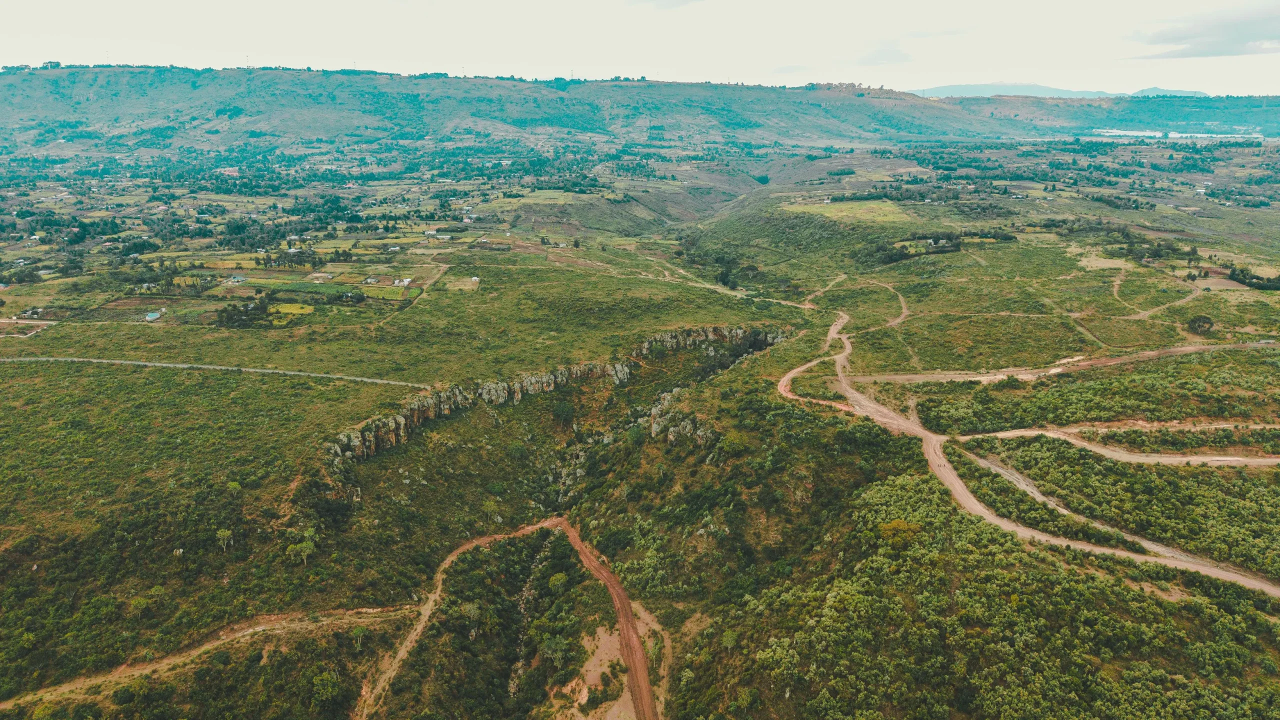 Zebra in savanna landscape